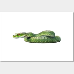 Green Tree Python Awaits Posters and Art